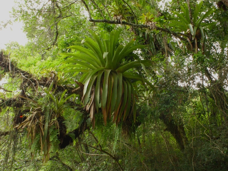 Trilha das Bromélias